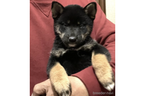 成約済の埼玉県の柴犬-160820の2枚目